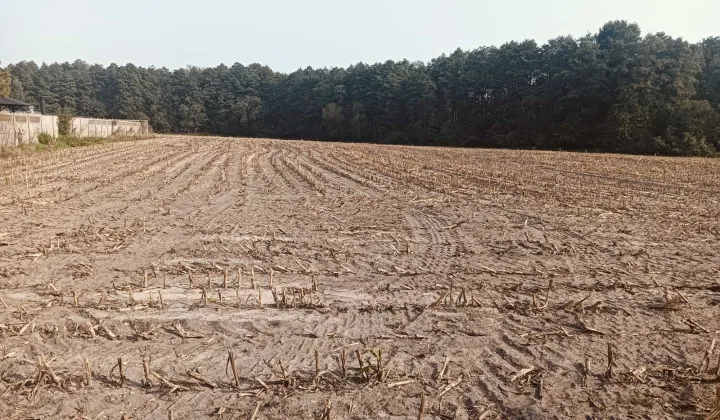 Działka budowlana Wądołki-Borowe