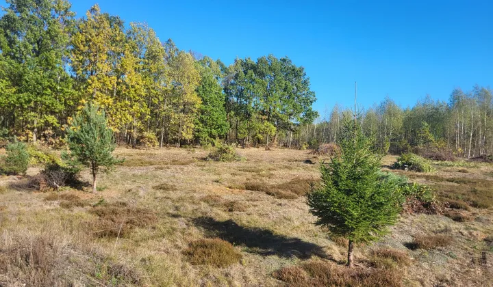 Działka budowlana Sowlany, ul. Karmelowa