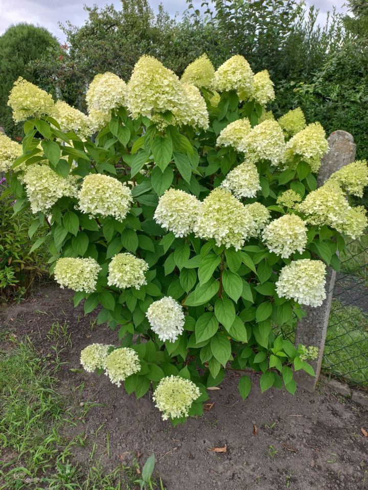 Działka rod Szczecin Krzekowo, ul. Janka Muzykanta. Zdjęcie 4