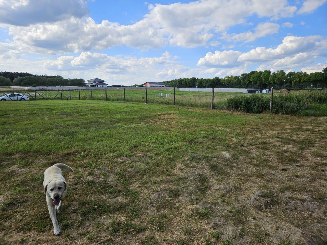 Działka budowlana Dąbie. Zdjęcie 6