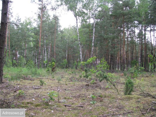 Działka leśna Wólka Radzymińska. Zdjęcie 1