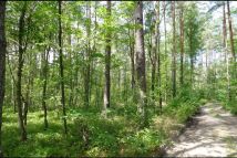 Działka budowlana Grotniki. Zdjęcie 1