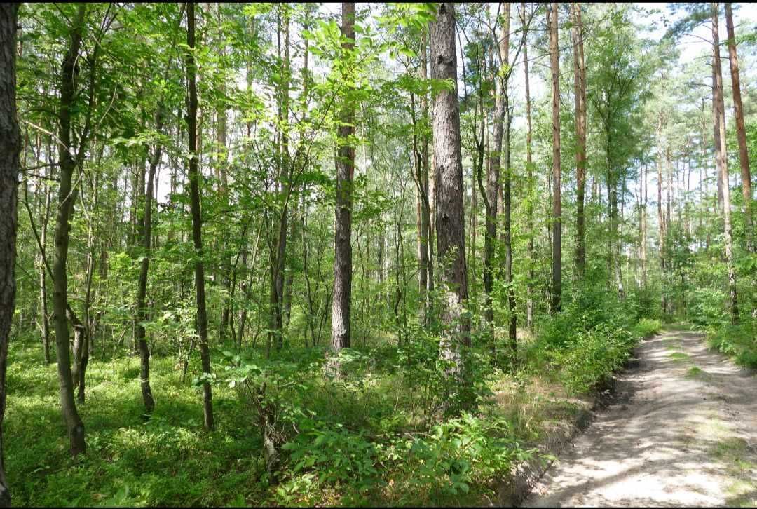 Działka budowlana Grotniki. Zdjęcie 2