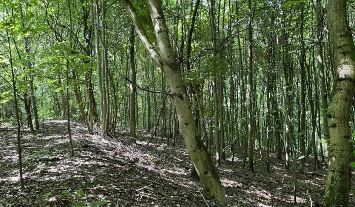 Działka rolno-budowlana Łęcze