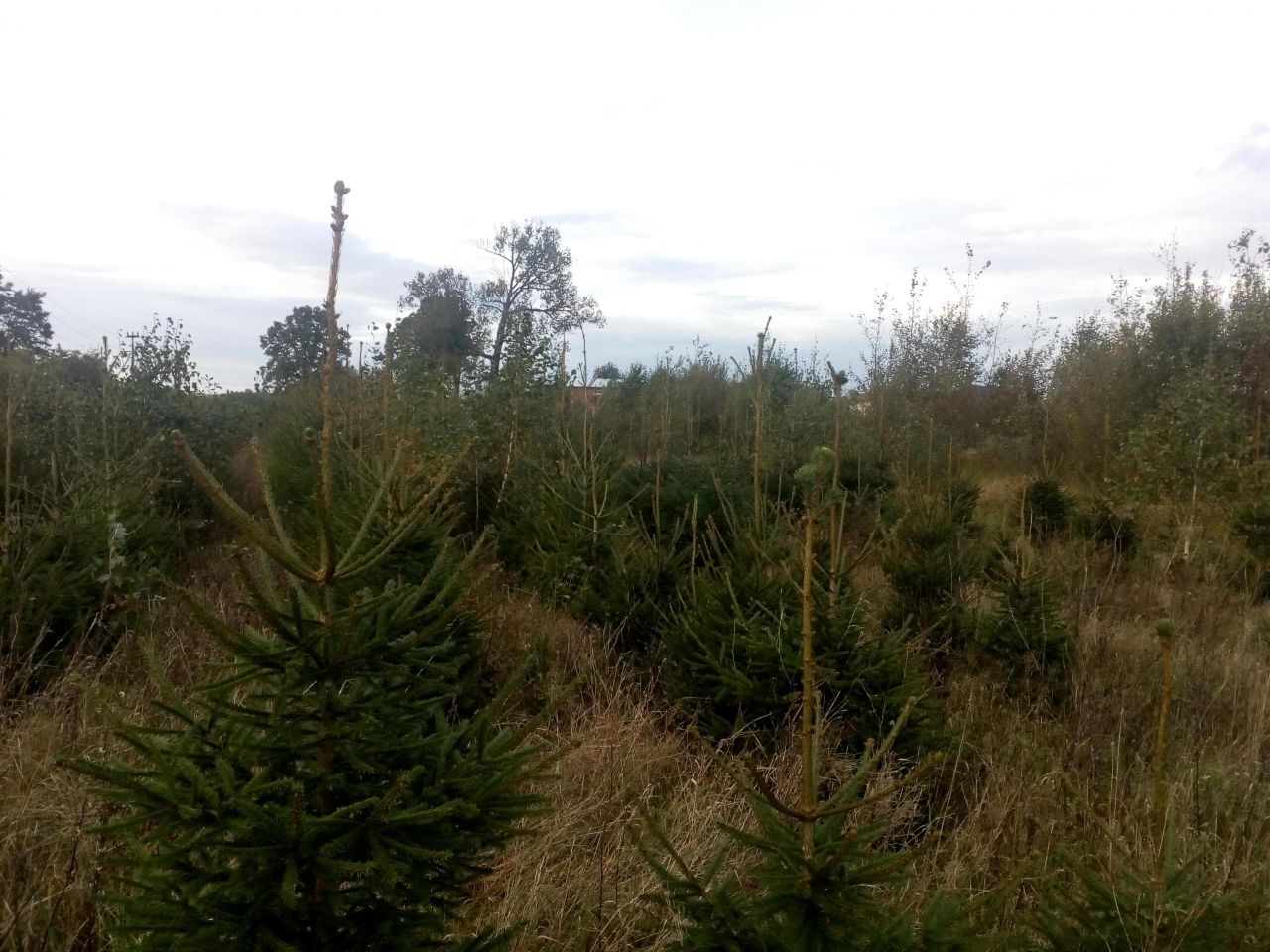 Działka rolna Sromutka. Zdjęcie 2