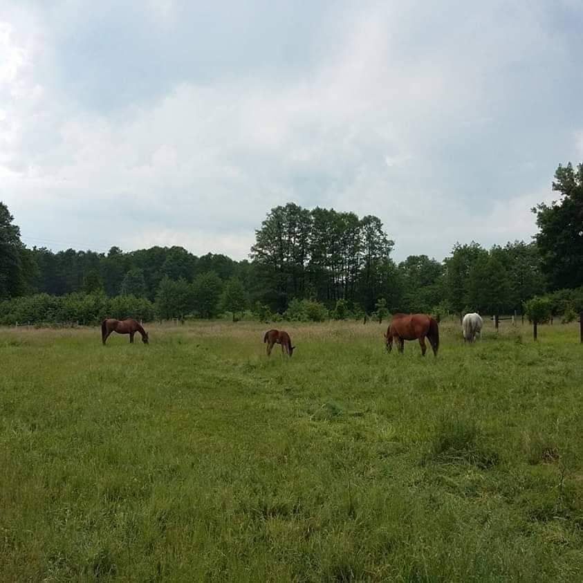 Działka budowlana Gostyń, Czereśniowa. Zdjęcie 8