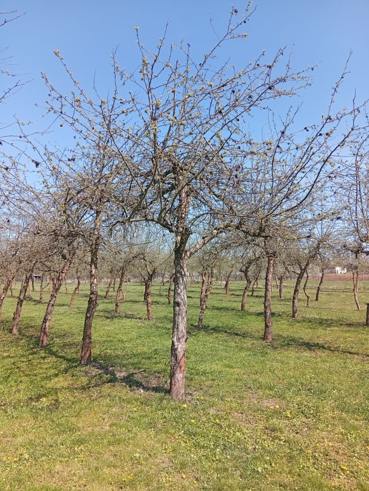 Działka rolno-budowlana Biejków. Zdjęcie 4
