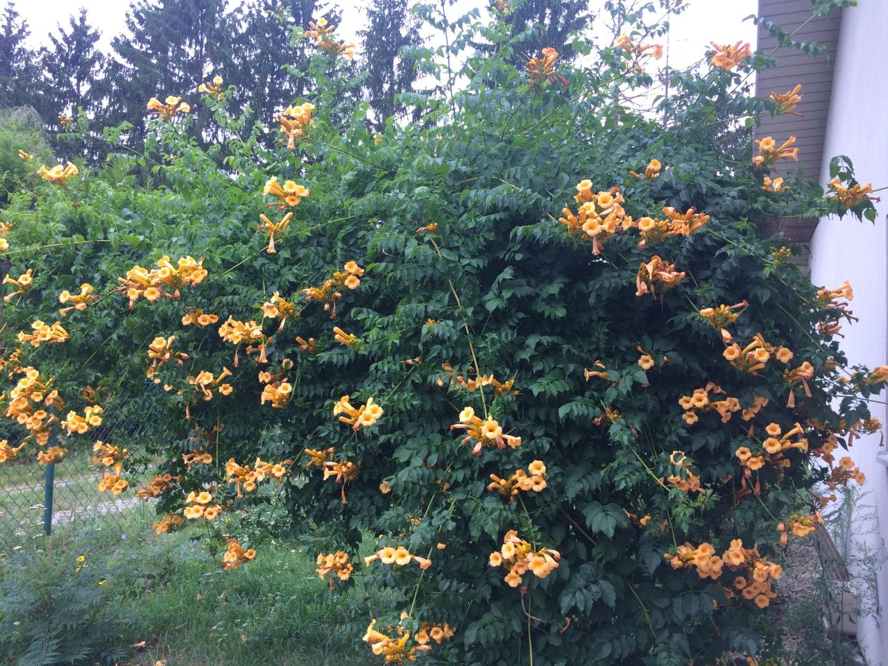 dom wolnostojący, 5 pokoi Złotokłos, ul. Słoneczna. Zdjęcie 17