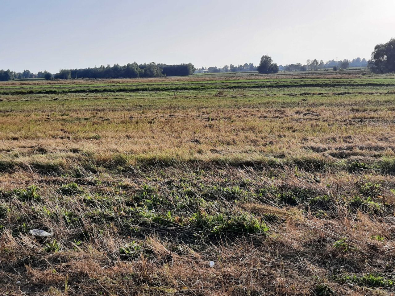 Działka budowlana Borowa. Zdjęcie 4