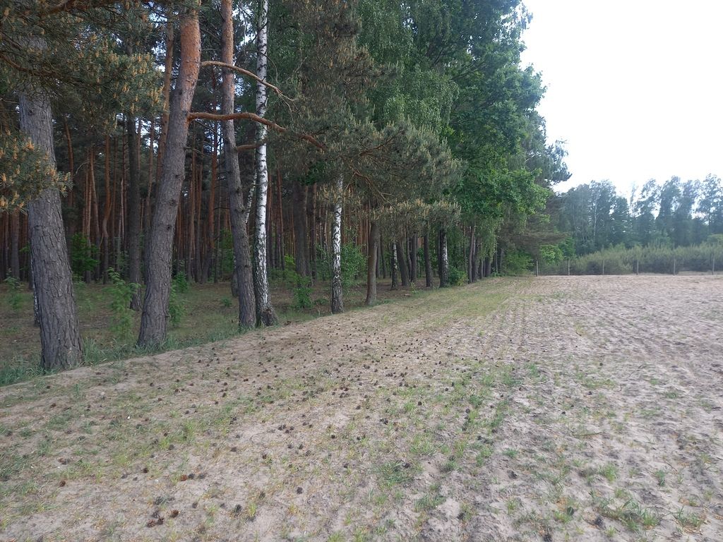 Działka inwestycyjna Wręcza. Zdjęcie 4