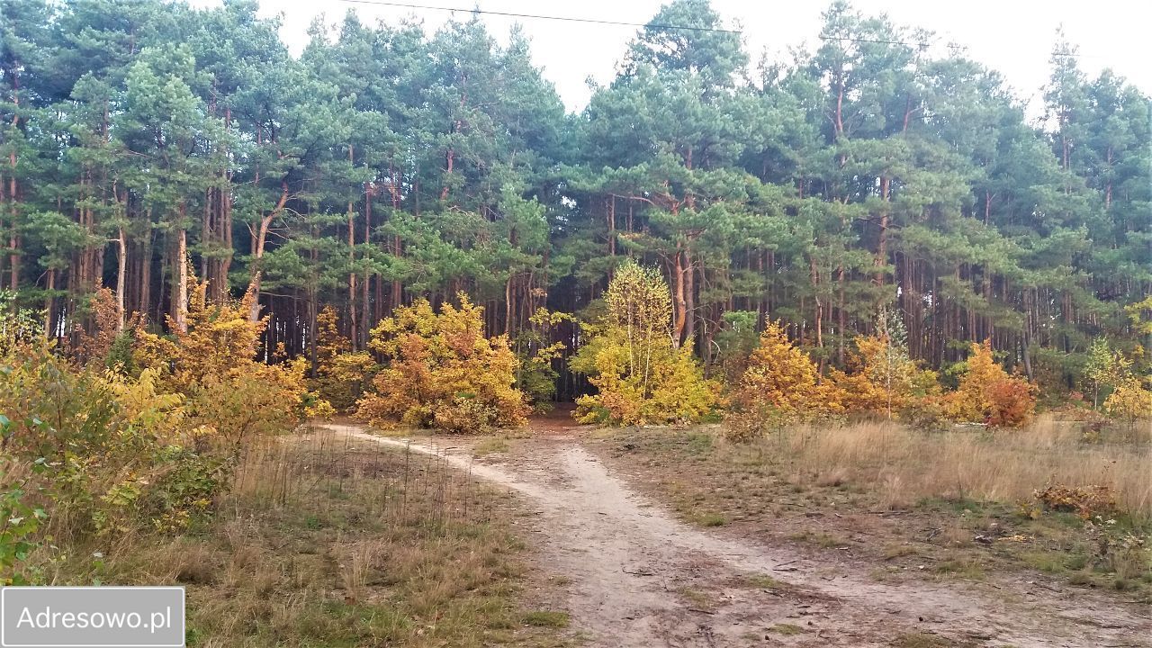 Działka leśna Sulejówek Ratajewo