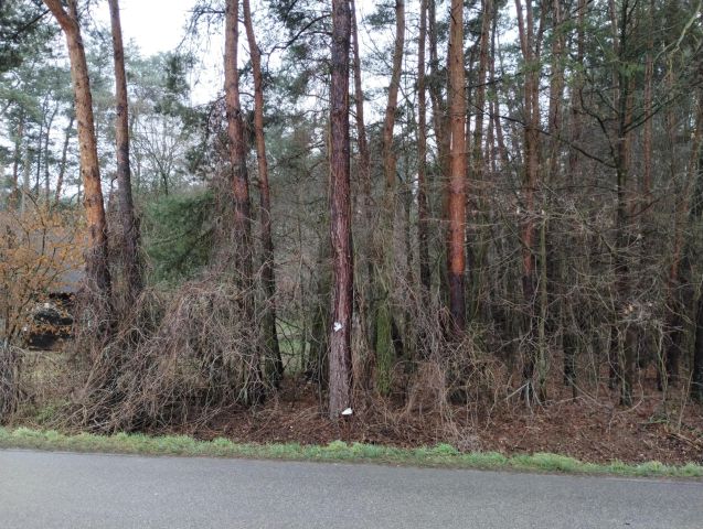 Działka leśna Radków. Zdjęcie 1