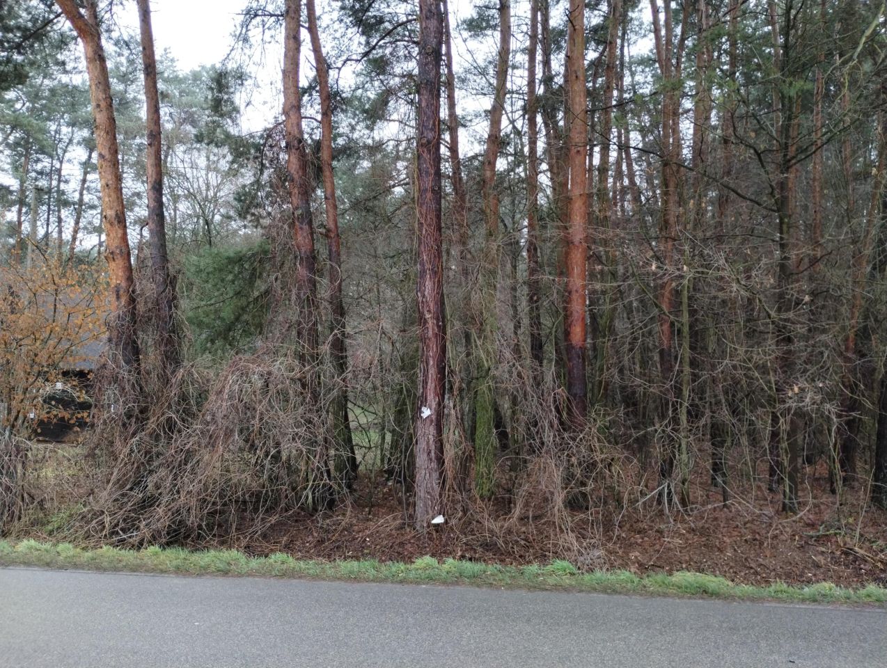 Działka leśna Radków