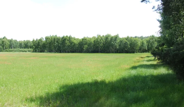 Działka budowlana Sąsieczno Miszek, ul. Adama Mickiewicza