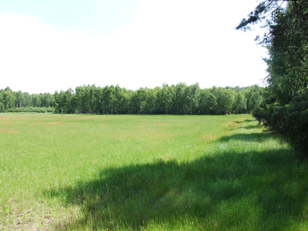 Działka budowlana Sąsieczno Miszek, ul. Adama Mickiewicza. Zdjęcie 1