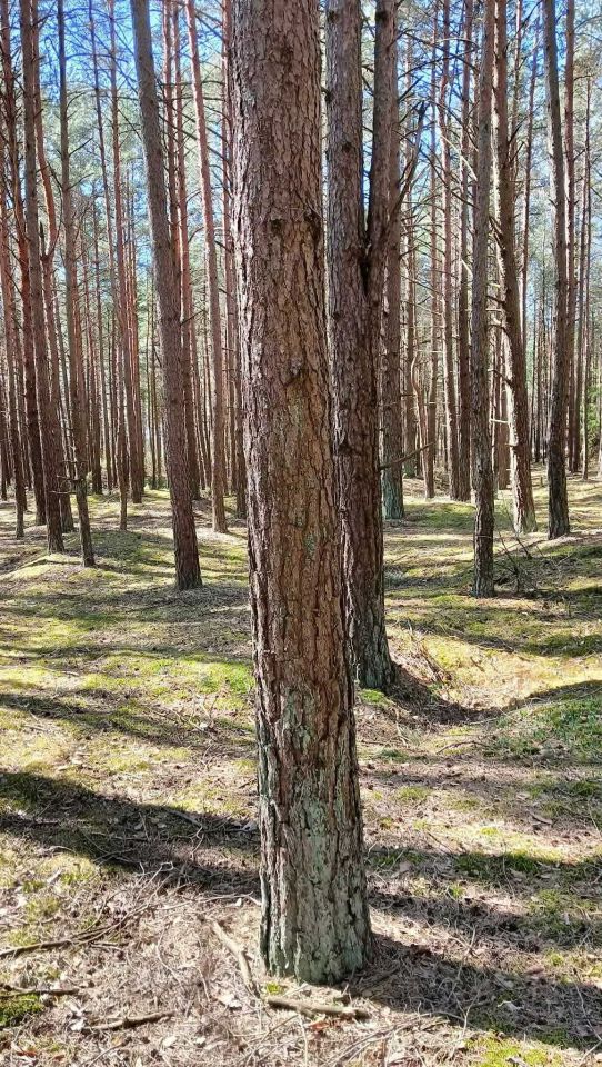 Działka leśna Szafranki. Zdjęcie 3