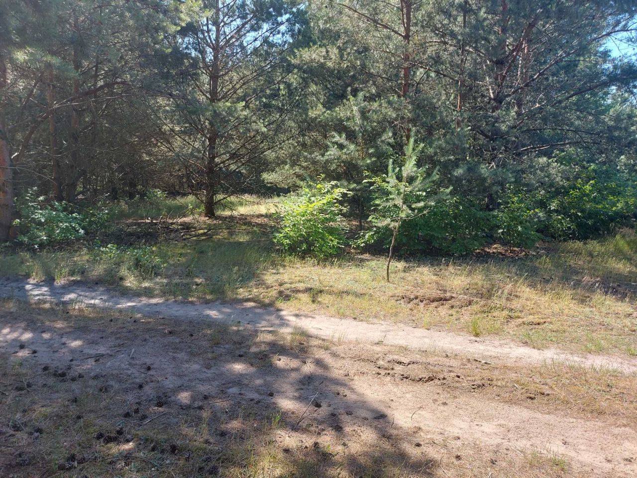 Działka siedliskowa Dąbrowa. Zdjęcie 4