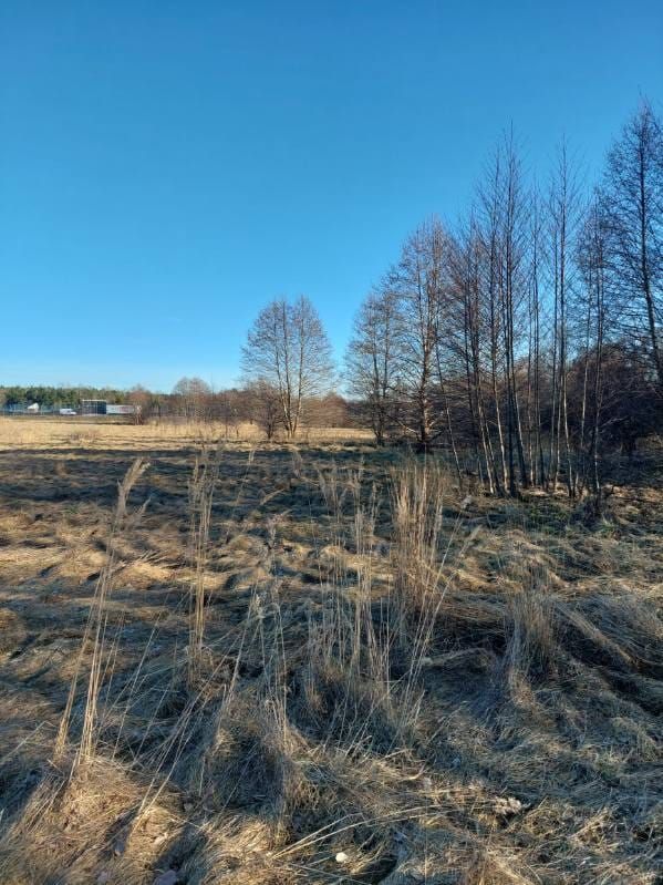 Działka rolna Gruszka. Zdjęcie 3