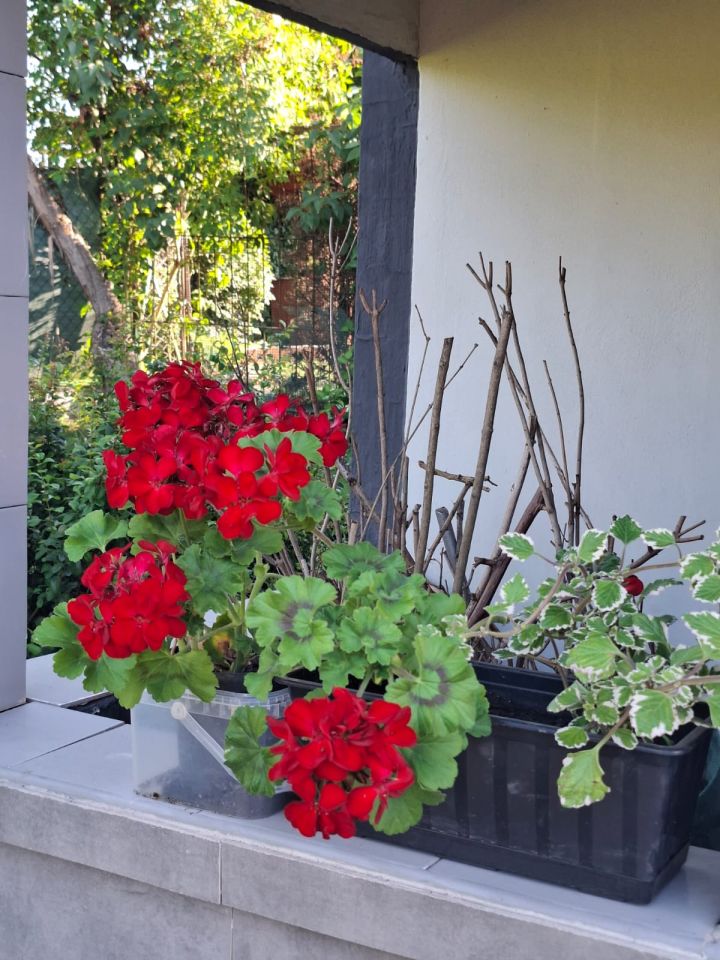 Działka rod Siemianowice Śląskie Centrum, ul. Pawła Śmiłowskiego. Zdjęcie 4