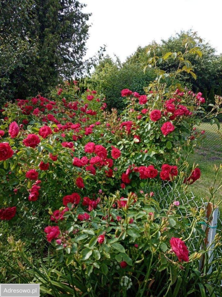 Działka rod Siedlce, ul. Graniczna. Zdjęcie 3