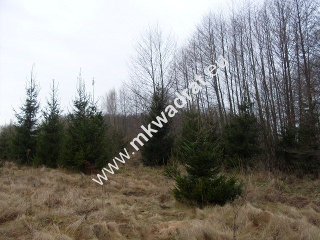 Działka rolna Korabiewice. Zdjęcie 7