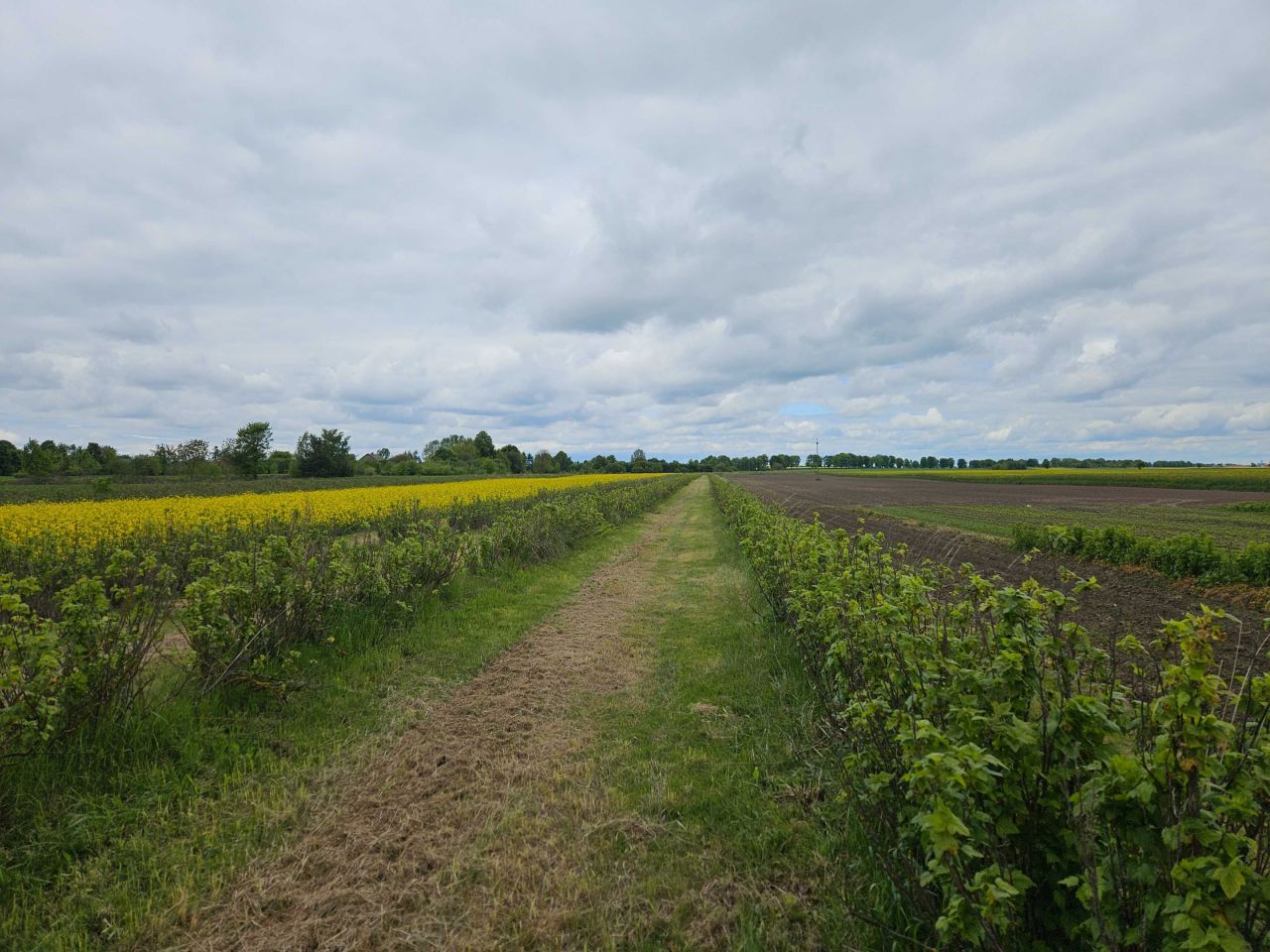 Działka rolno-budowlana Wólka Modrzejowa-Kolonia. Zdjęcie 3