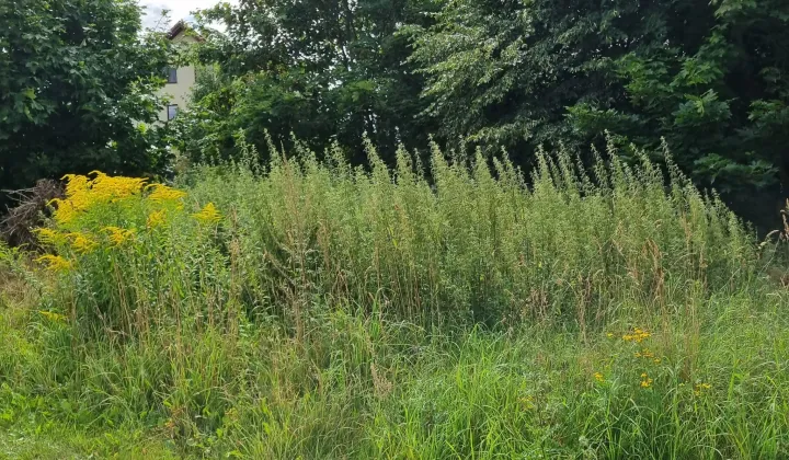 Działka budowlana Nowy Klincz, ul. Sąsiedzka
