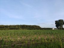 Działka budowlana Białkowo. Zdjęcie 4