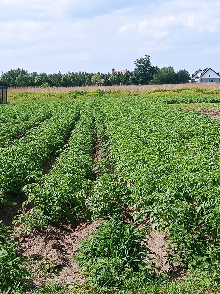 Działka budowlana Gostkowo. Zdjęcie 7