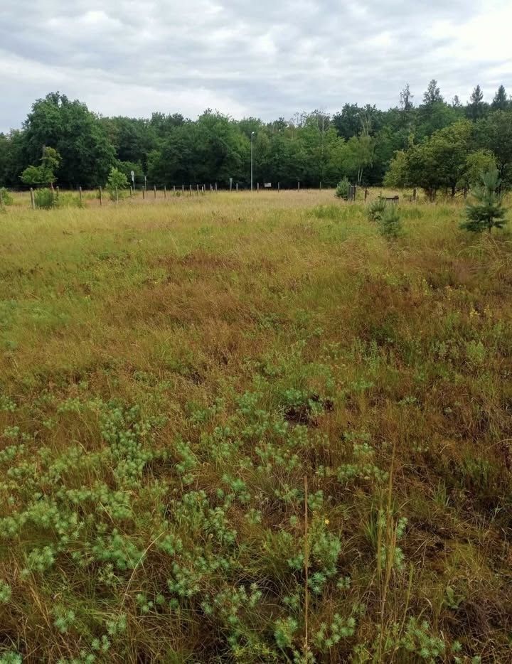 Działka budowlana Korzonek