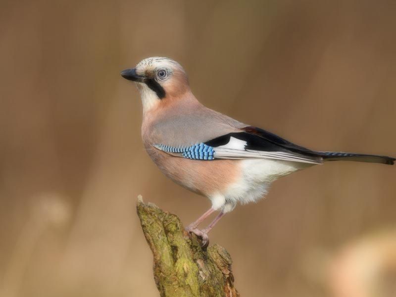 Działka budowlana Kieźliny, ul. Romana Domagały. Zdjęcie 11