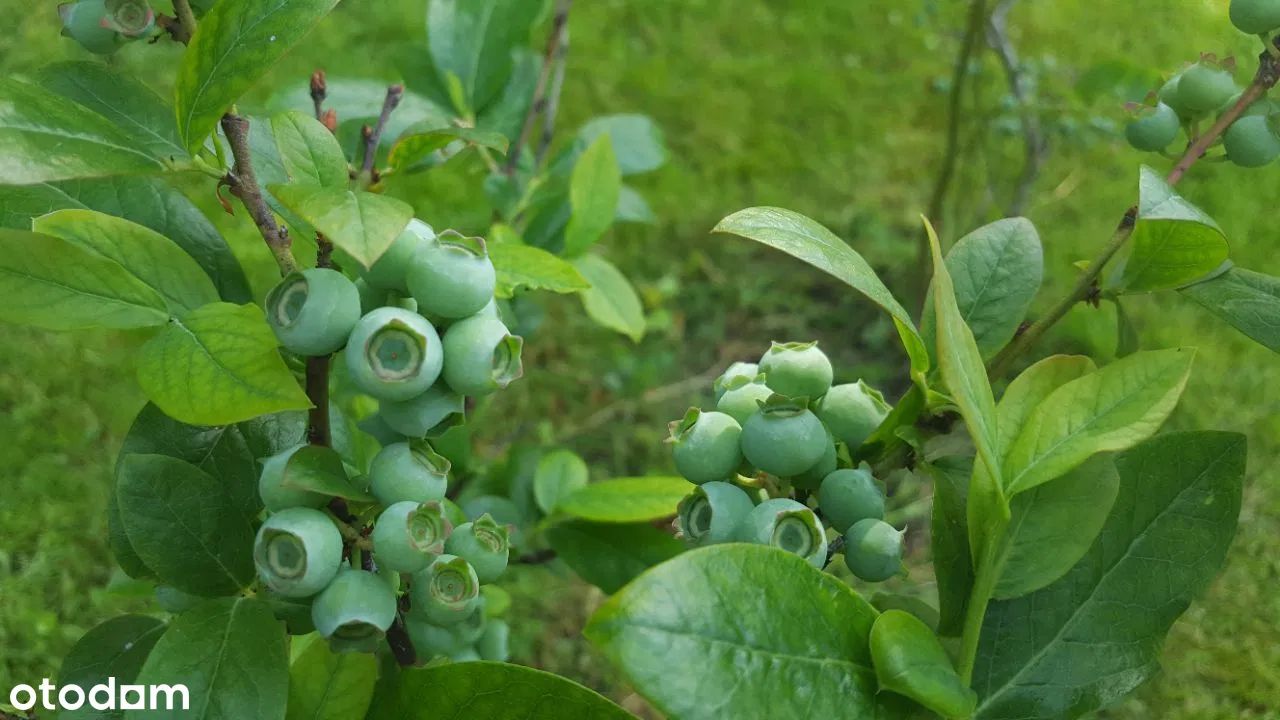 Działka rod Warszawa Śródmieście. Zdjęcie 15