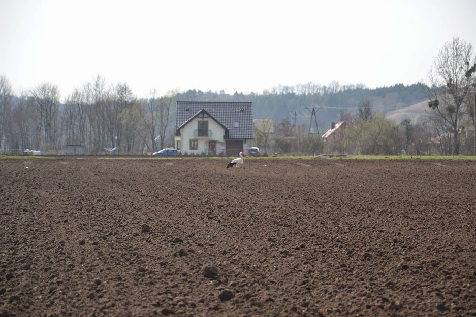Działka rolno-budowlana Gruczno, ul. Nagietkowa. Zdjęcie 2