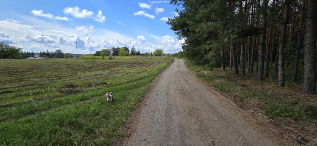 Działka budowlana Aleksandrowo. Zdjęcie 4