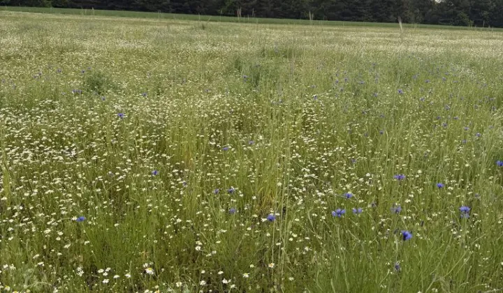 Działka budowlana Kania Góra, ul. Dębowa
