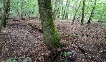 Działka Bieniewiec, ul. Dziewicza