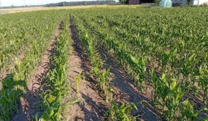 Działka budowlana Lutogniew, ul. Polna