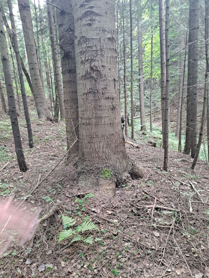 Działka leśna Dydnia. Zdjęcie 4