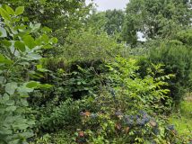 Działka rod Gliwice Trynek, ul. Feliksa Orlickiego. Zdjęcie 2