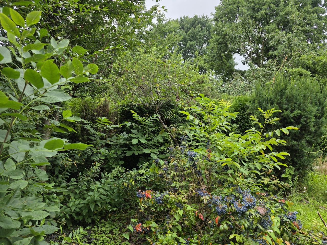 Działka rod Gliwice Trynek, ul. Feliksa Orlickiego. Zdjęcie 3