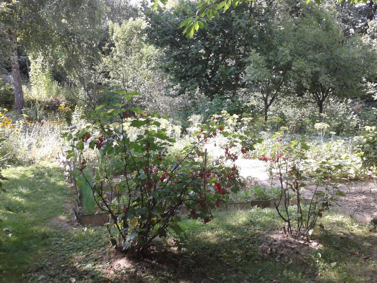 Działka rod Lublin Zimne Doły, ul. Wojciechowska. Zdjęcie 5