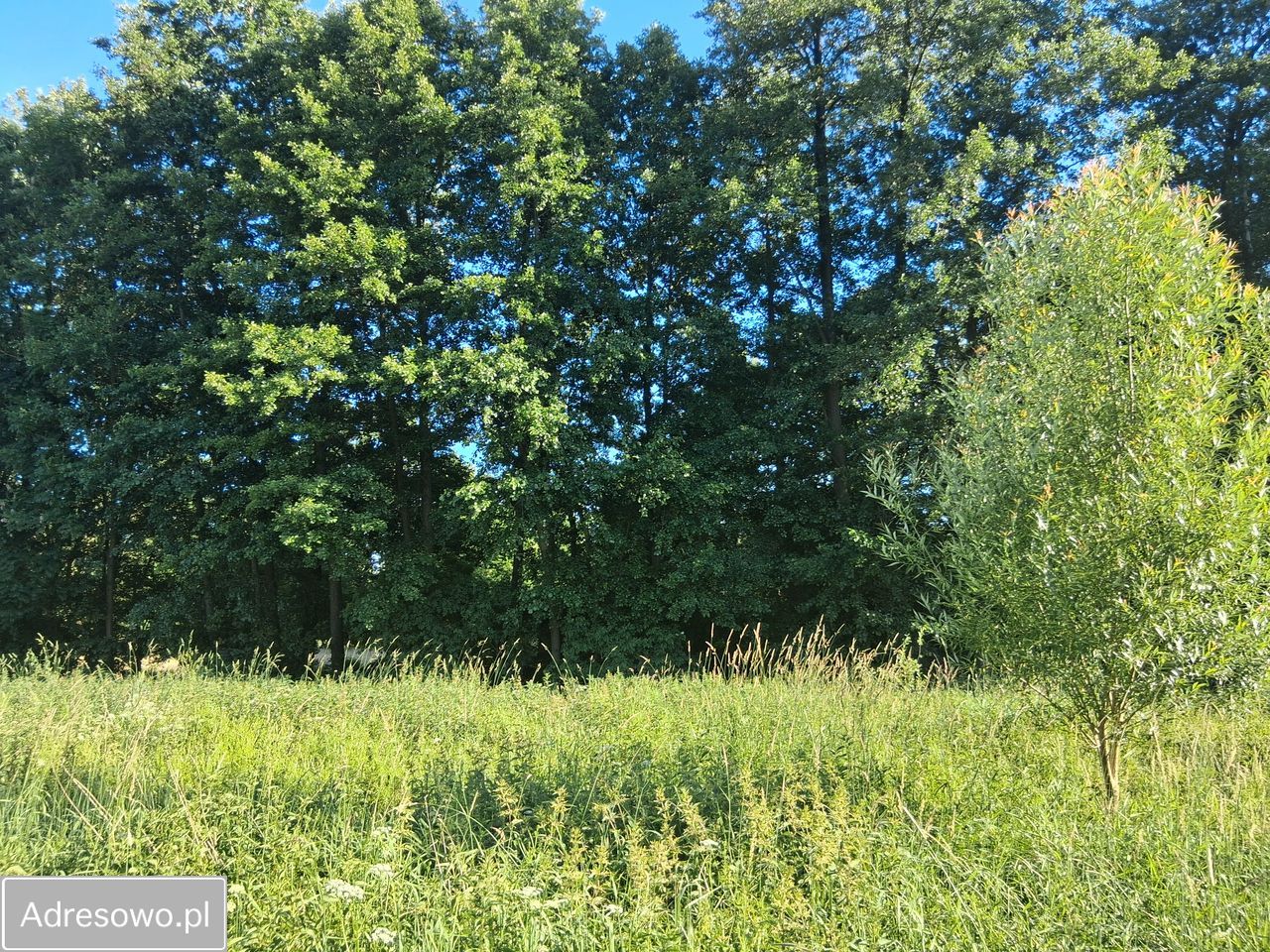 Działka budowlana Glinno. Zdjęcie 1