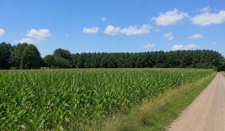 Działka rolna Wępiły