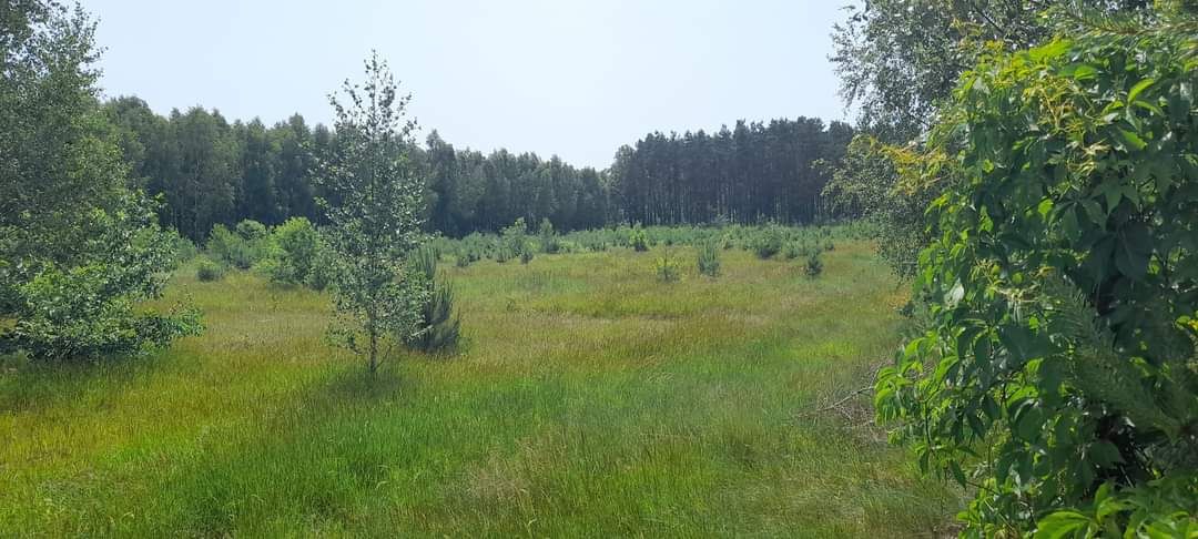 Działka rolno-budowlana Krępica. Zdjęcie 4