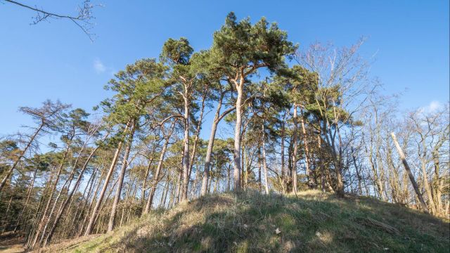 dom, 16 pokoi Krynica Morska, ul. Gdańska. Zdjęcie 9