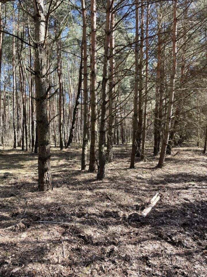 Działka rekreacyjna Kuźnica Żerechowska. Zdjęcie 6