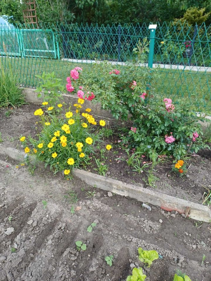 Działka rod Lubin. Zdjęcie 7