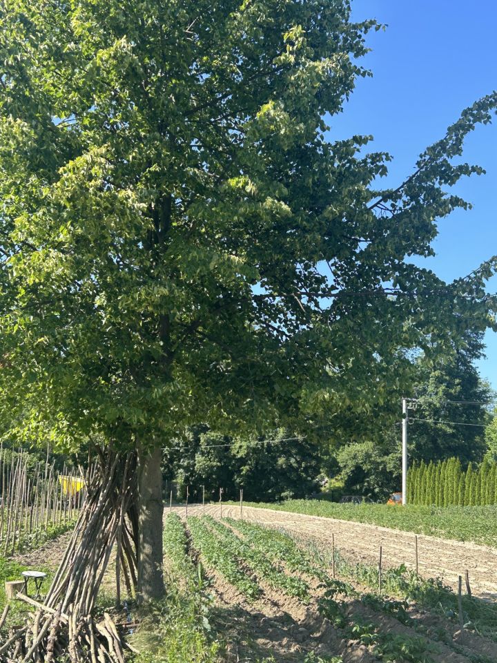 Działka rolna Giebułtów Podwikle, ul. Olszynowa. Zdjęcie 9