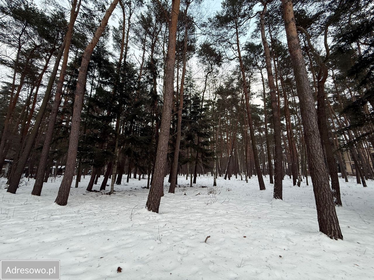 Działka budowlana Chylice, ul. Sąsiedzka