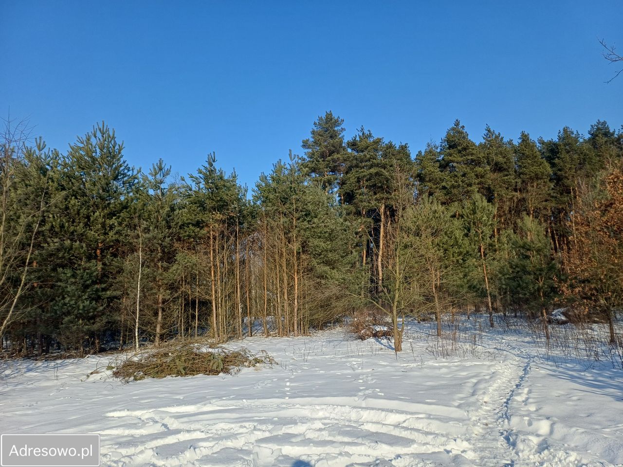 Działka budowlana Książenice, al. Akacjowa. Zdjęcie 5